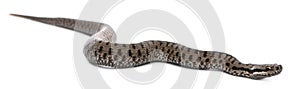 Common European adder or common European viper, Vipera berus