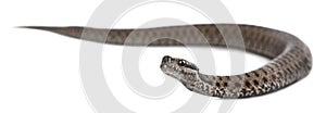 Common European adder or common European viper, Vipera berus