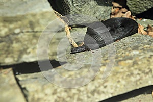 Common european adder