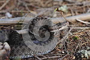 Common European adder