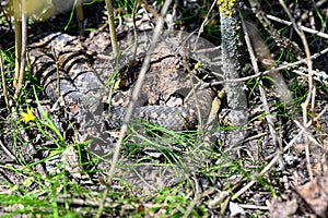 Common european adder viper with zigzag pattern