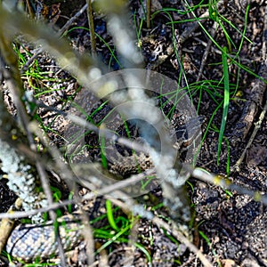 Common european adder viper with zigzag pattern