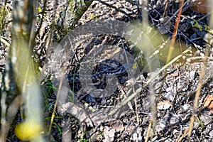 Common european adder viper with zigzag pattern