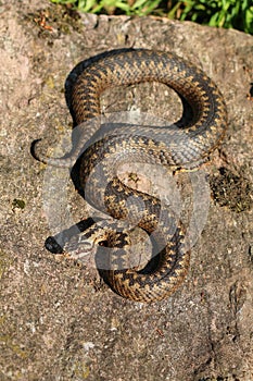 Common European adder Vipera berus