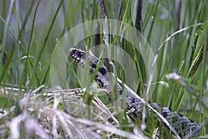 Common European Adder Vipera berus