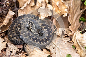 Common European adder Vipera berus m- male viper resting in leaf