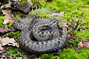 Common European Adder Vipera berus ready to attack