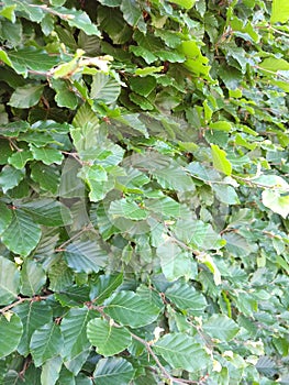 Common or European Beech - Fagus sylvatica, Norfolk, England, UK