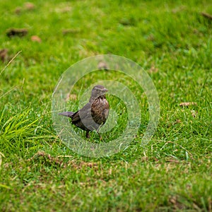 Common european blackbird