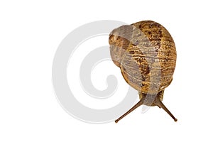 Common European brown Snail