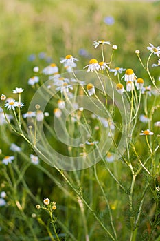 Common european chamomile growing wildly in a field