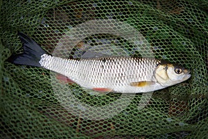 Common or european chub in the fisherman net during sport angling