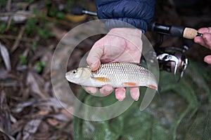 Common or european chub in the fisherman net during sport angling