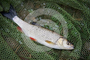 Common or european chub in the fisherman net during sport angling