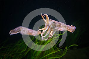 The Common European Cuttlefish Sepia Offcinalis underwater