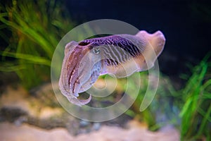 The Common European Cuttlefish Sepia Offcinalis underwater