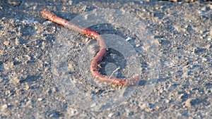 Common European earthworm slowly crawls on the ground