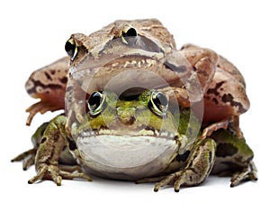 Common European frog or Edible Frog