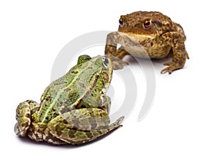 Common European frog or Edible Frog