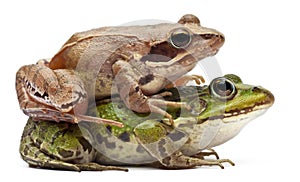 Common European frog or Edible Frog, Rana