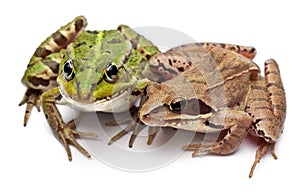 Common European frog or Edible Frog, Rana photo