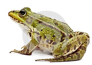 Common European frog or Edible Frog, Rana esculenta