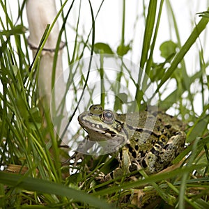 Common European frog or Edible Frog, Rana esculenta in grass