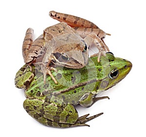 Common European frog or Edible Frog, Rana esculenta, and a Moor Frog, Rana arvalis