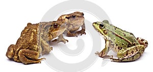 Common European frog or Edible Frog, Rana kl. photo