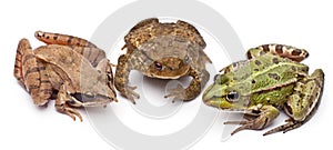 Common European frog or Edible Frog, Rana kl. photo