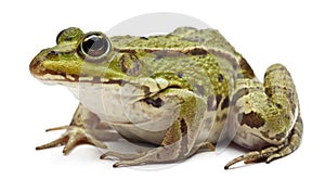 Common European frog or Edible Frog, Rana esculenta photo