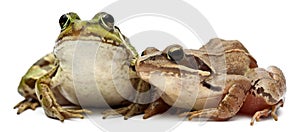 Common European frog or Edible Frog, Rana esculenta, and a Moor Frog, Rana arvalis