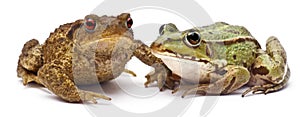Common European frog or Edible Frog, Rana kl. Esculenta, next to common toad or European toad, Bufo bufo photo