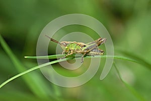 Common European grasshopper (Pseudochorthippus parallelus) resting on the blurred background photo