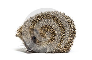 Common European hedgehog, Erinaceus europaeus