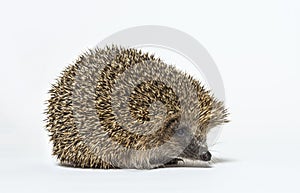 Common European hedgehog, Erinaceus europaeus, Isolated on white