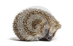 Common European hedgehog, Erinaceus europaeus, Isolated on white