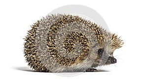 Common European hedgehog, Erinaceus europaeus, Isolated on white