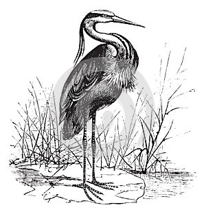 Common European heron Ardea cinerea or Grey heron vintage engraving