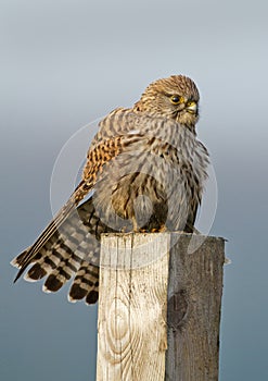 Common european Kestrel