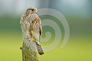 Common European Kestrel