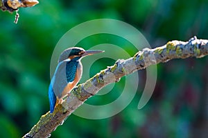 Common European Kingfisher or Alcedo atthis perched on a stick above the river and hunting for fish