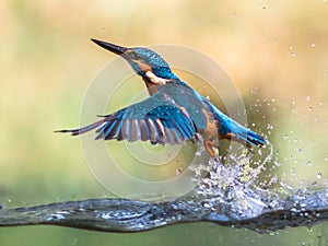 Common European Kingfisher emerging abstract