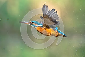 Common European Kingfisher Flying