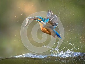 Common European Kingfisher Flying with fish catch