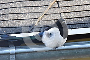 Common or European magpie Pica pica perched on a drain pipe
