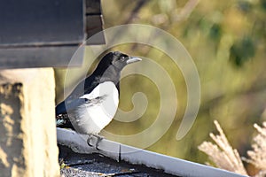 Common or European magpie Pica pica perched on a roof