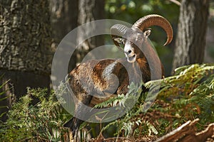Common or European mouflon Ovis orientalis musimon photo