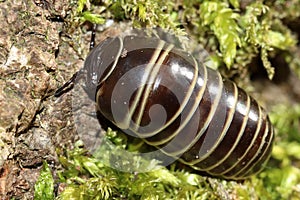 Rounded Common European species of pill millipede