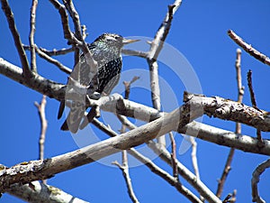Common european starling on a tree branch
